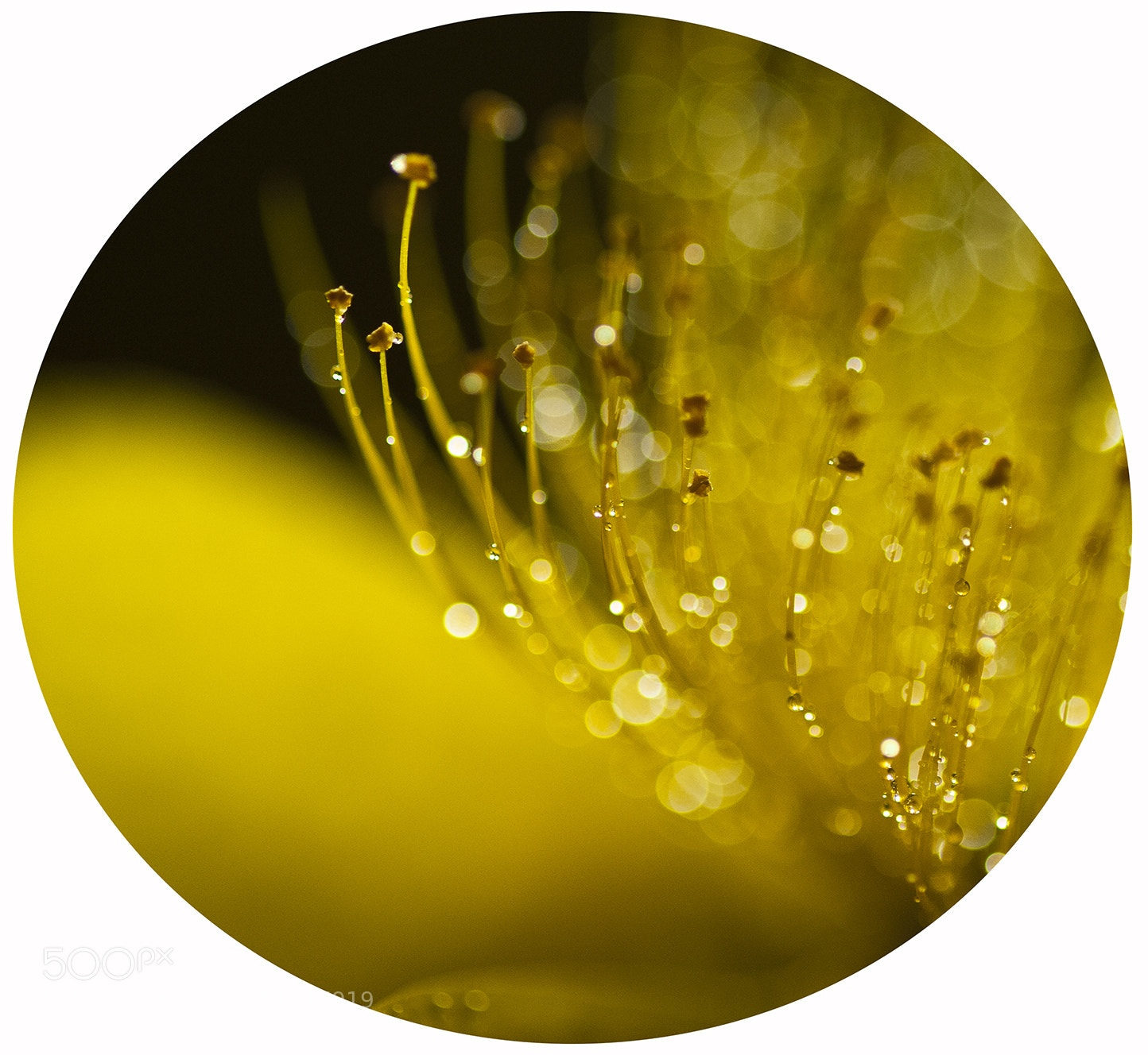 Nikon D700 sample photo. Flower photography