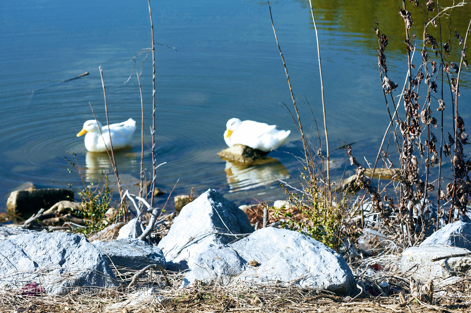 Nikon D5000 sample photo. Water fowl photography