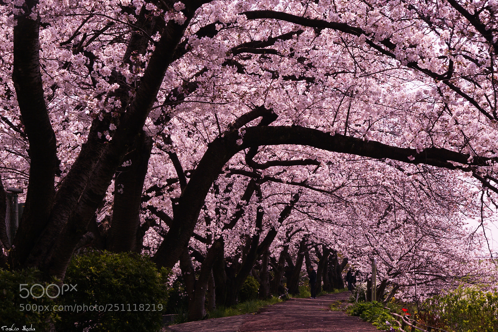 Sony ILCA-77M2 sample photo. Cherry blossoms tunnel photography