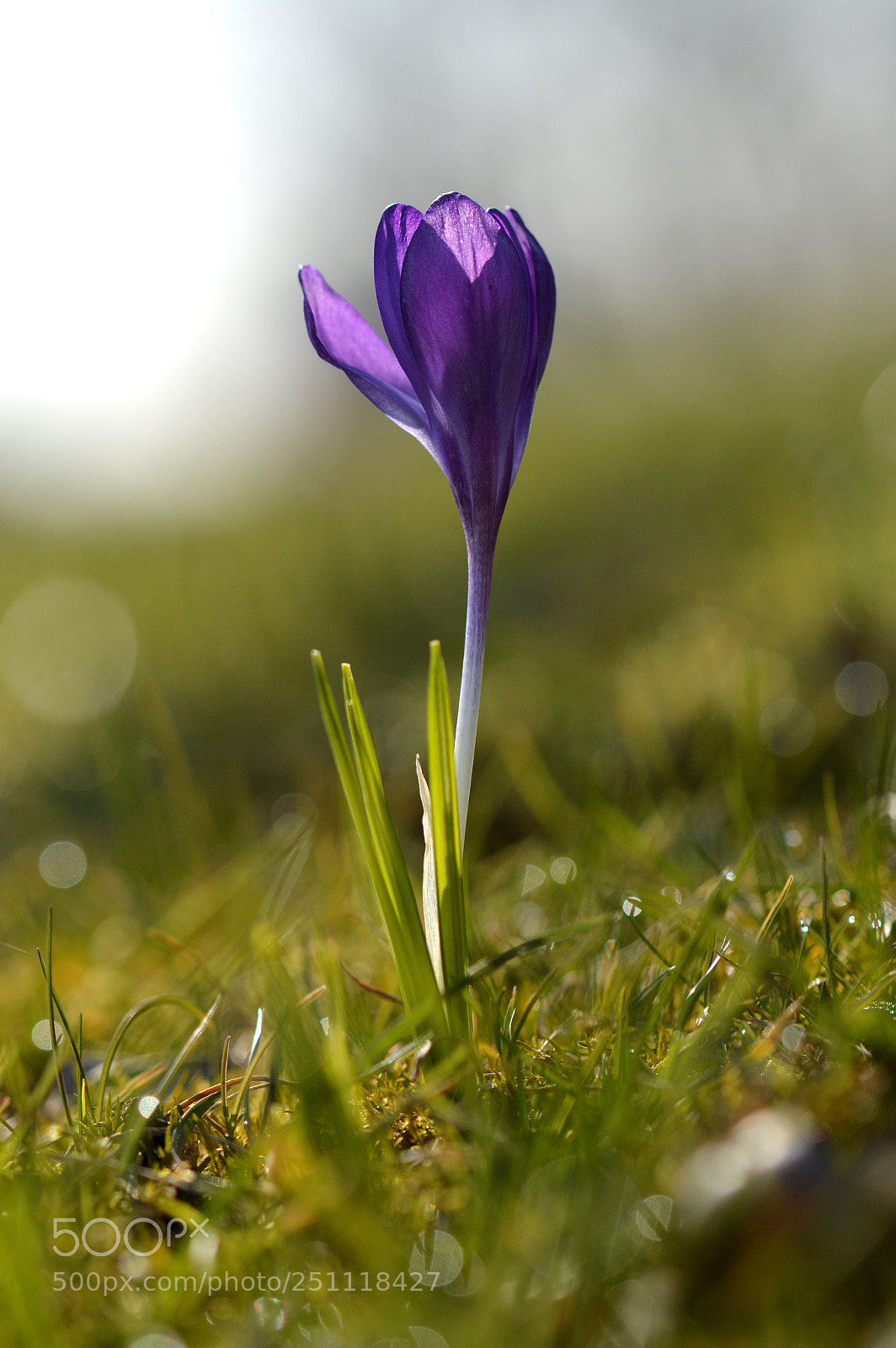 Nikon D3200 sample photo. Spring photography
