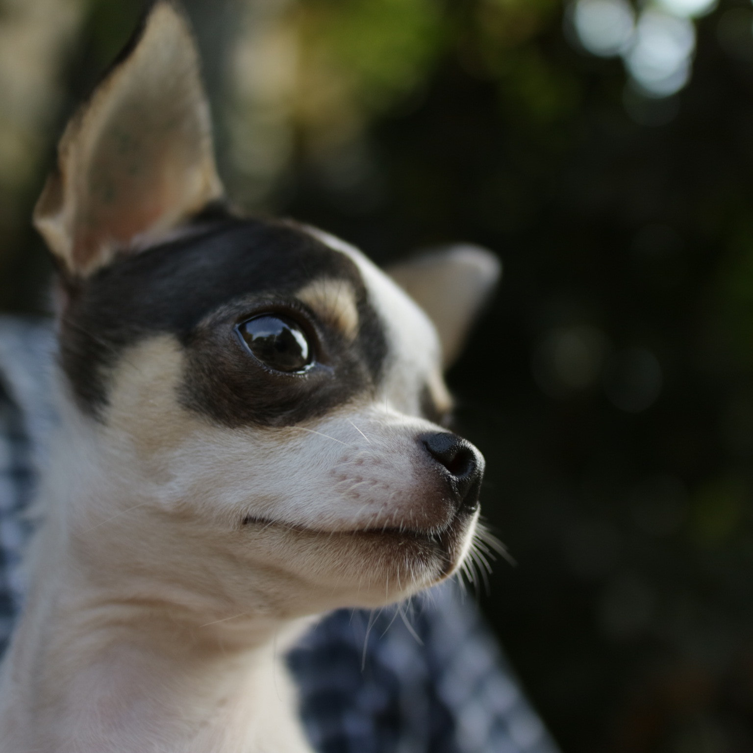 Canon EOS M3 + Canon EF-M 22mm F2 STM sample photo. Watchful photography