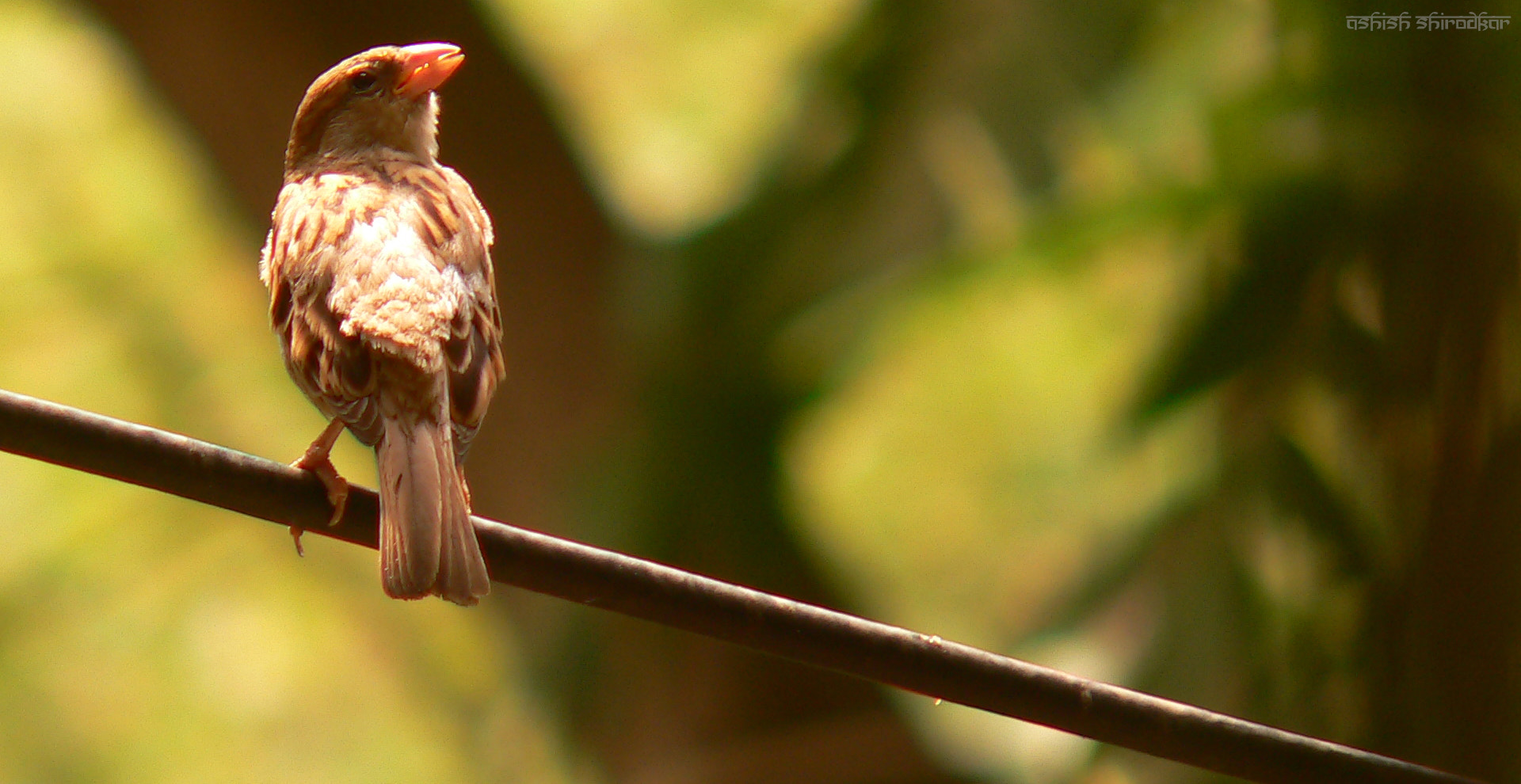 Panasonic DMC-FZ20 sample photo. Passer domesticus photography