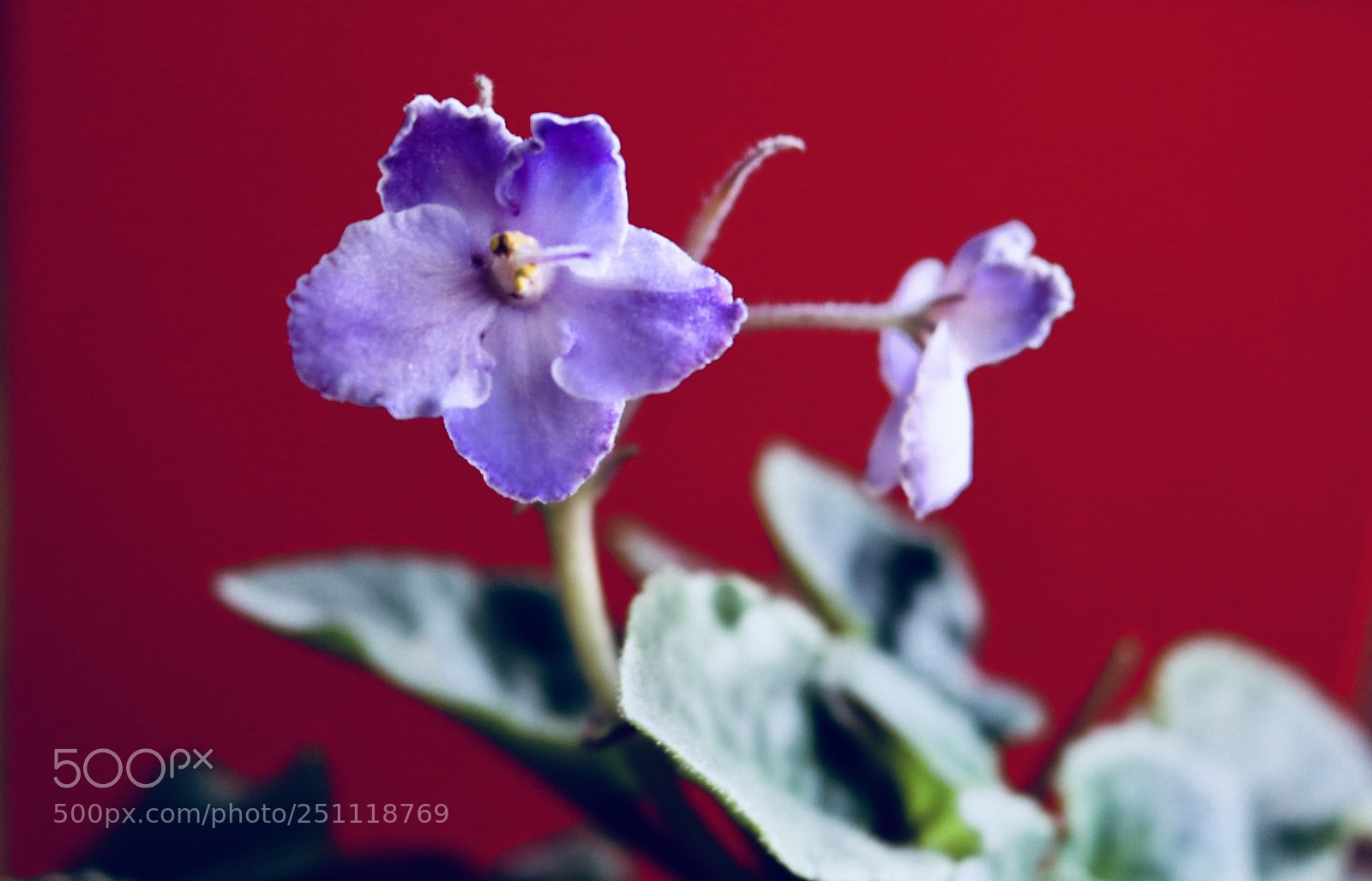 Canon EOS 750D (EOS Rebel T6i / EOS Kiss X8i) sample photo. Blooming photography