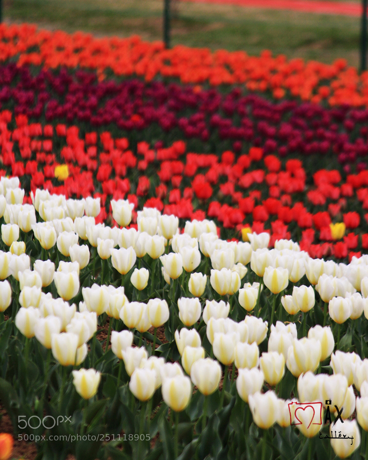Canon EOS 700D (EOS Rebel T5i / EOS Kiss X7i) sample photo. Tulip garden photography