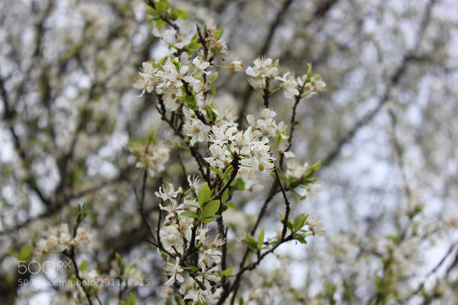 Canon EF-S 18-55mm F3.5-5.6 IS sample photo. Preston1 photography