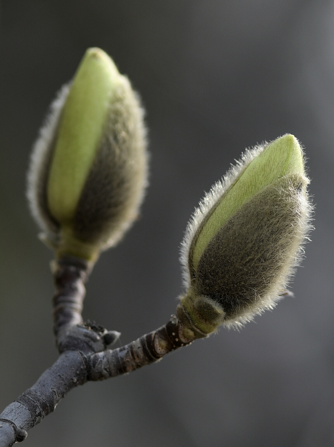 Nikon AF-S Micro-Nikkor 105mm F2.8G IF-ED VR sample photo. Budding magnolia flowers photography