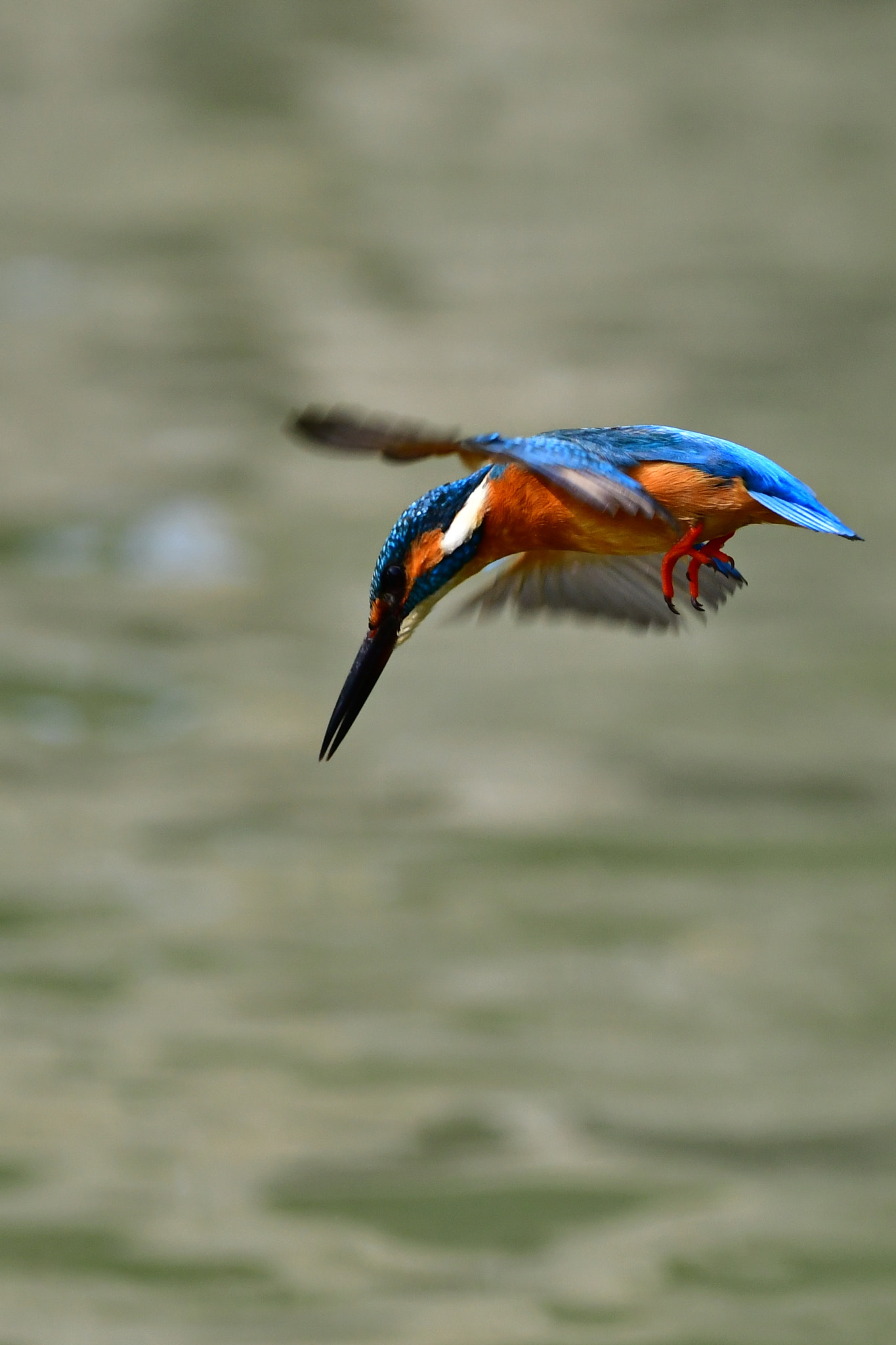 Nikon D500 + Sigma 150-600mm F5-6.3 DG OS HSM | C sample photo. Kingfisher photography