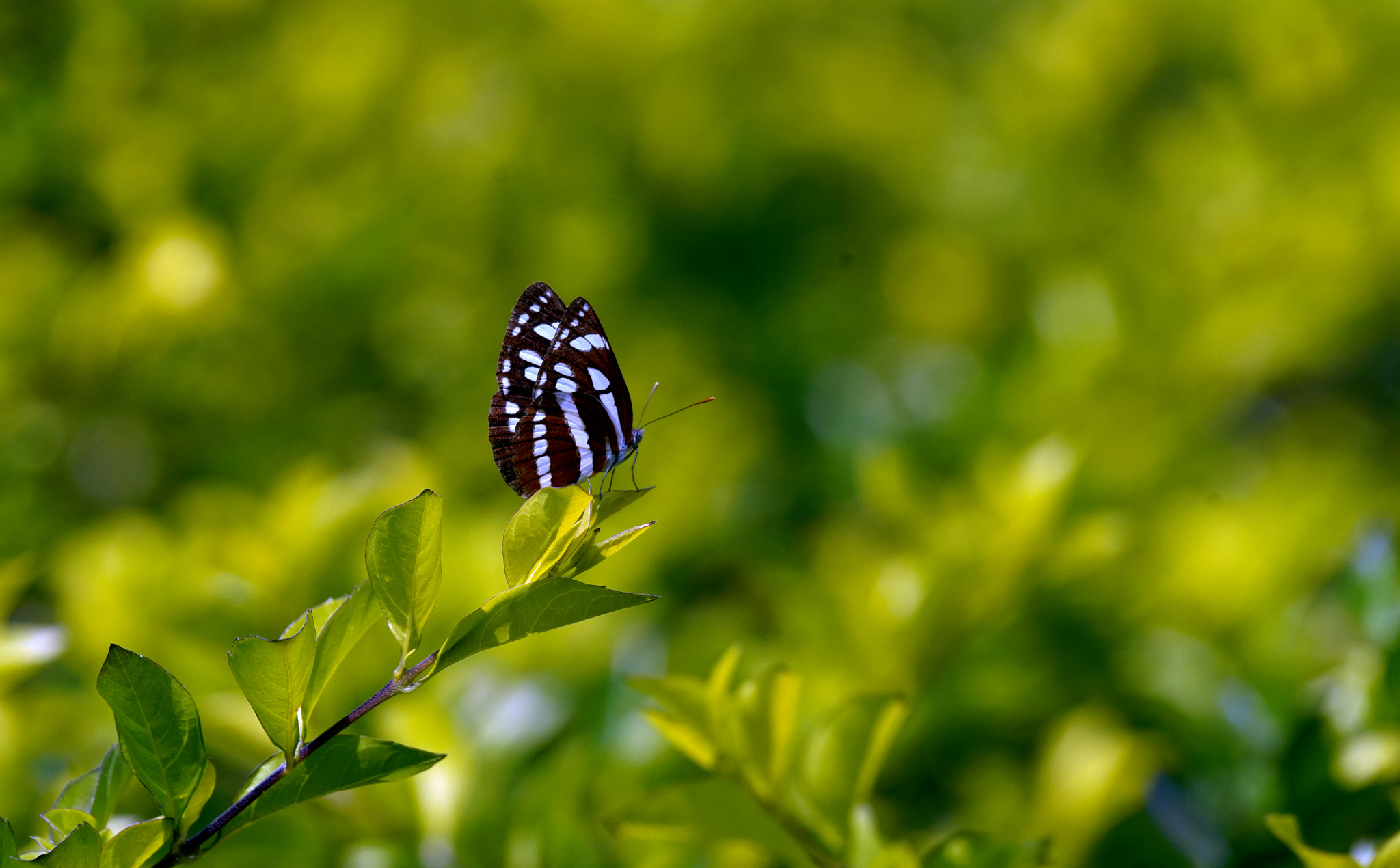 Sony 70-400mm F4-5.6 G SSM II sample photo. Untitled photography