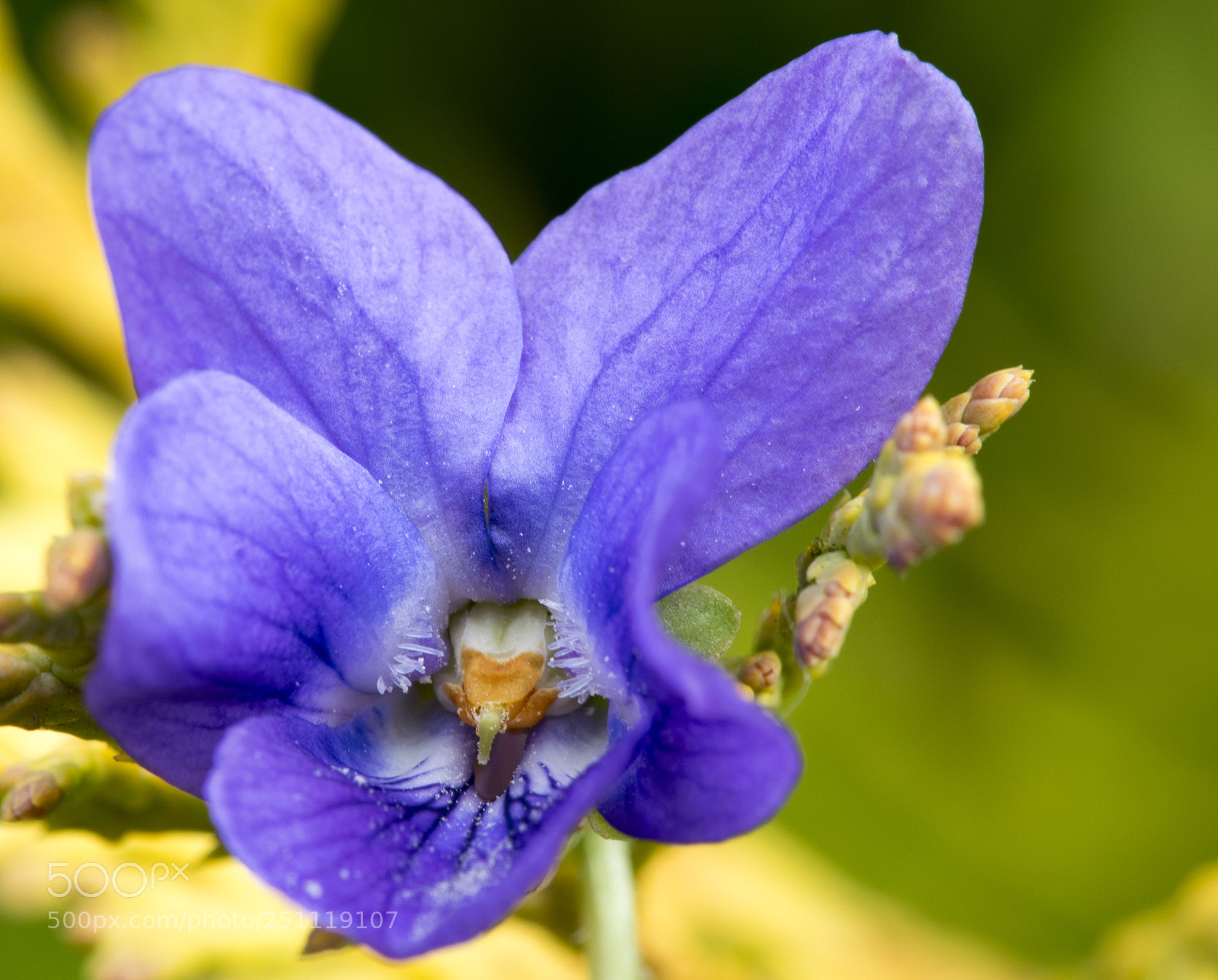 Nikon D5300 sample photo. Violette. photography