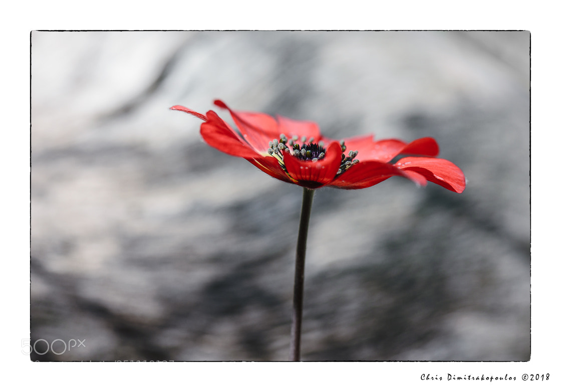 Nikon D7000 sample photo. Anemone photography