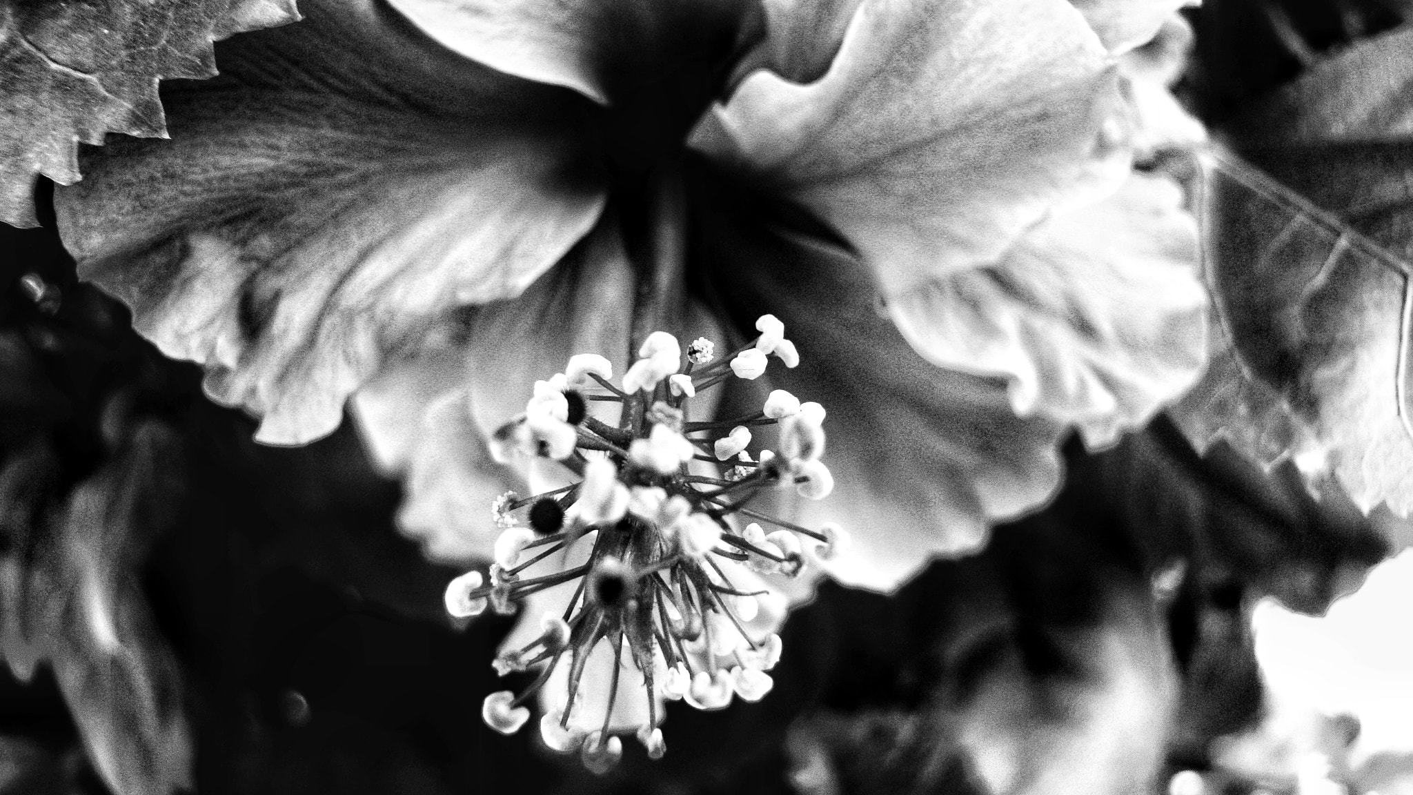 Canon PowerShot SX1 IS sample photo. Hibiscus.... photography