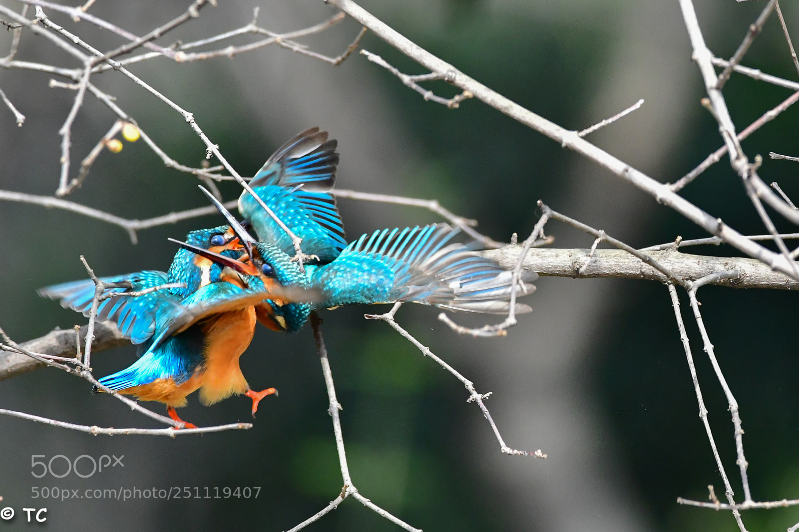 Nikon D500 sample photo. Kf fighting photography