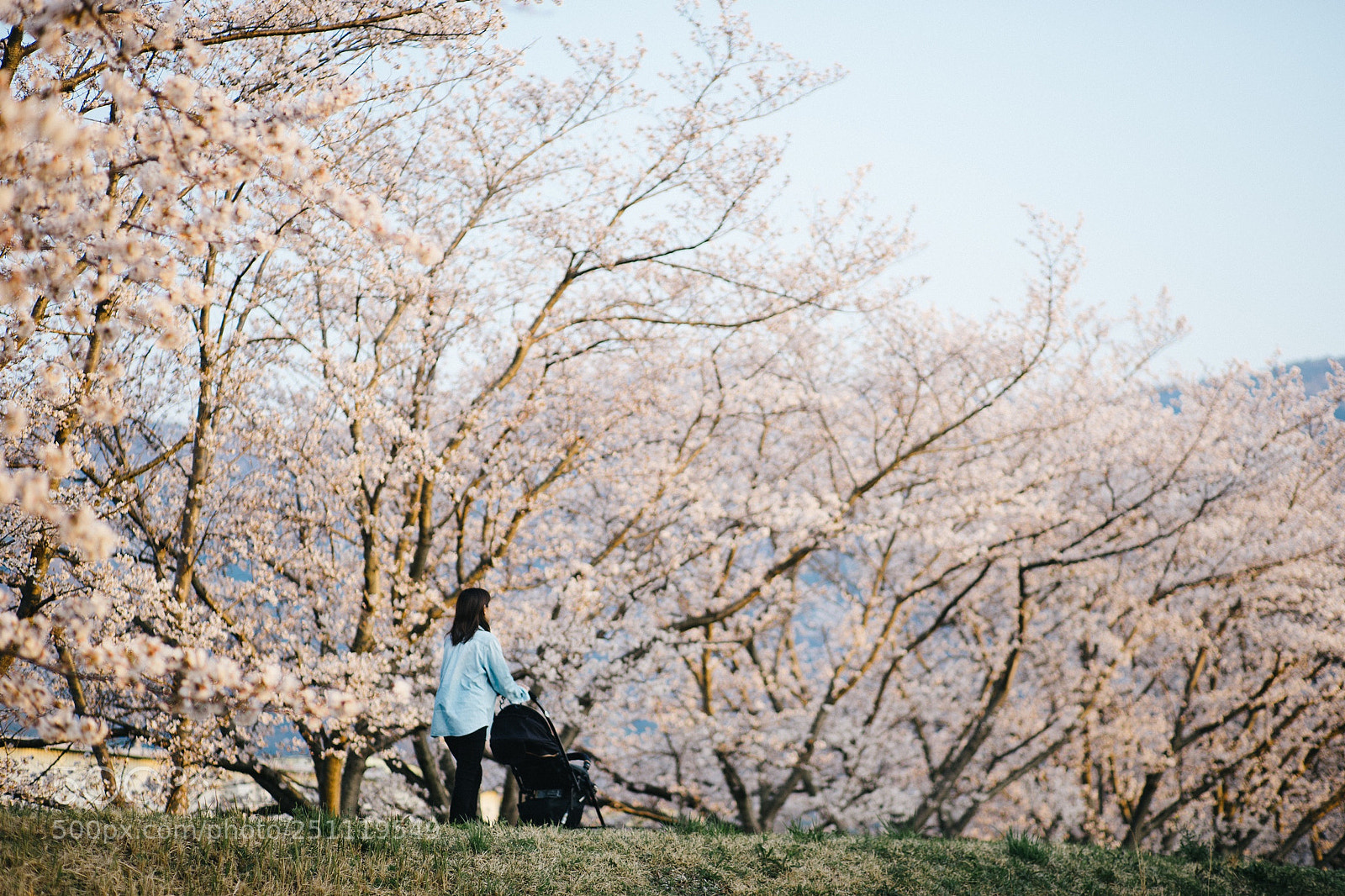 Sony a7 sample photo. Cherry blossoms. photography