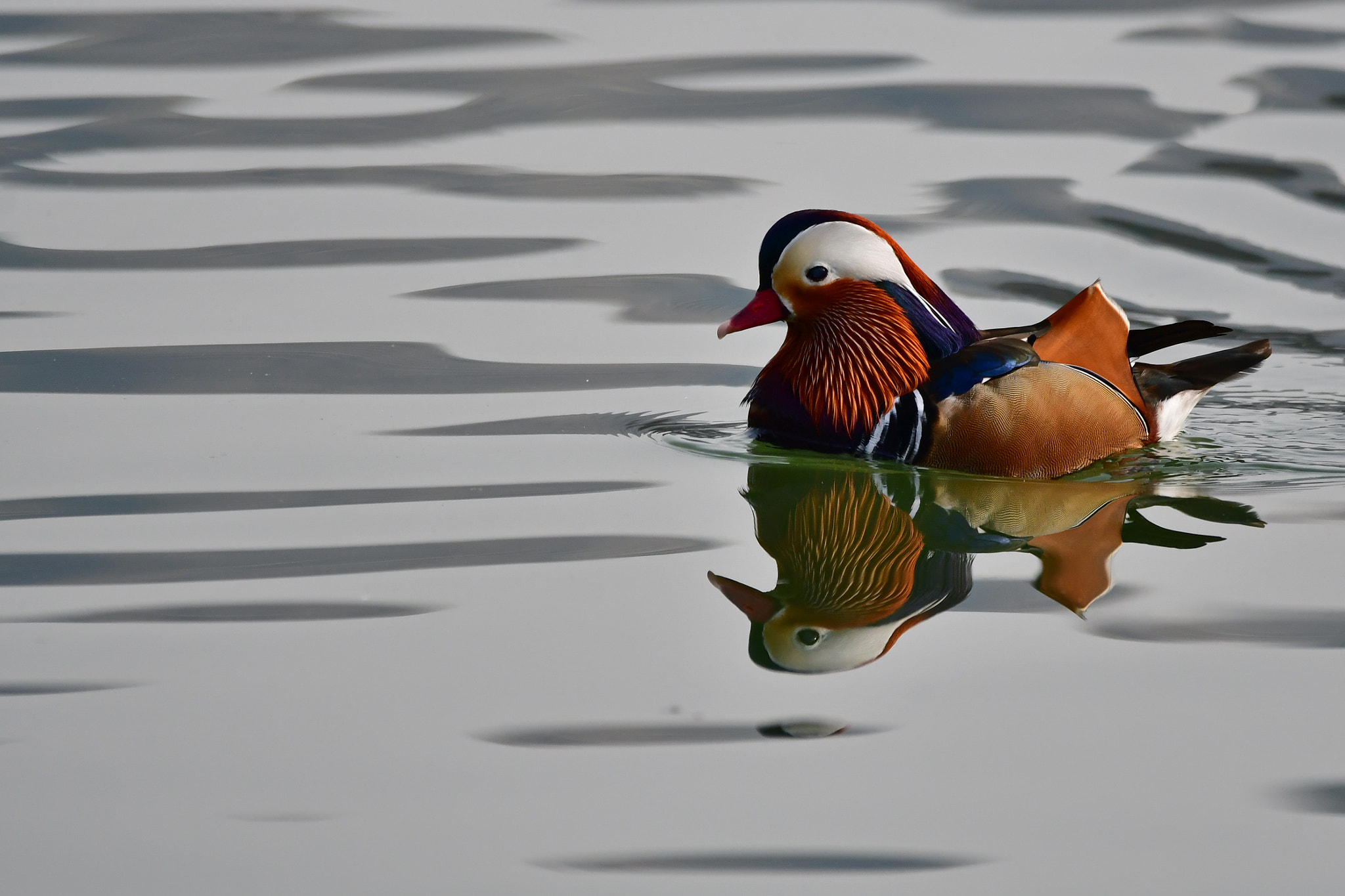 Sigma 150-600mm F5-6.3 DG OS HSM | C sample photo. Color photography