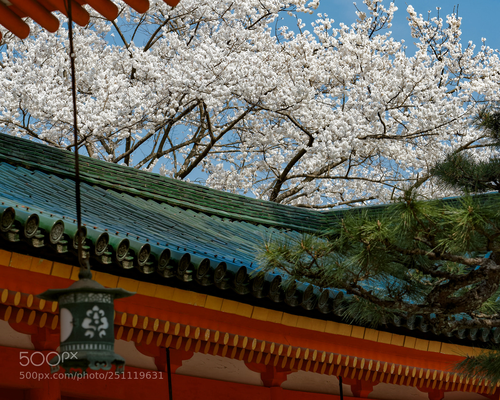 Nikon D500 sample photo. Cherry blossoms in hei-an photography