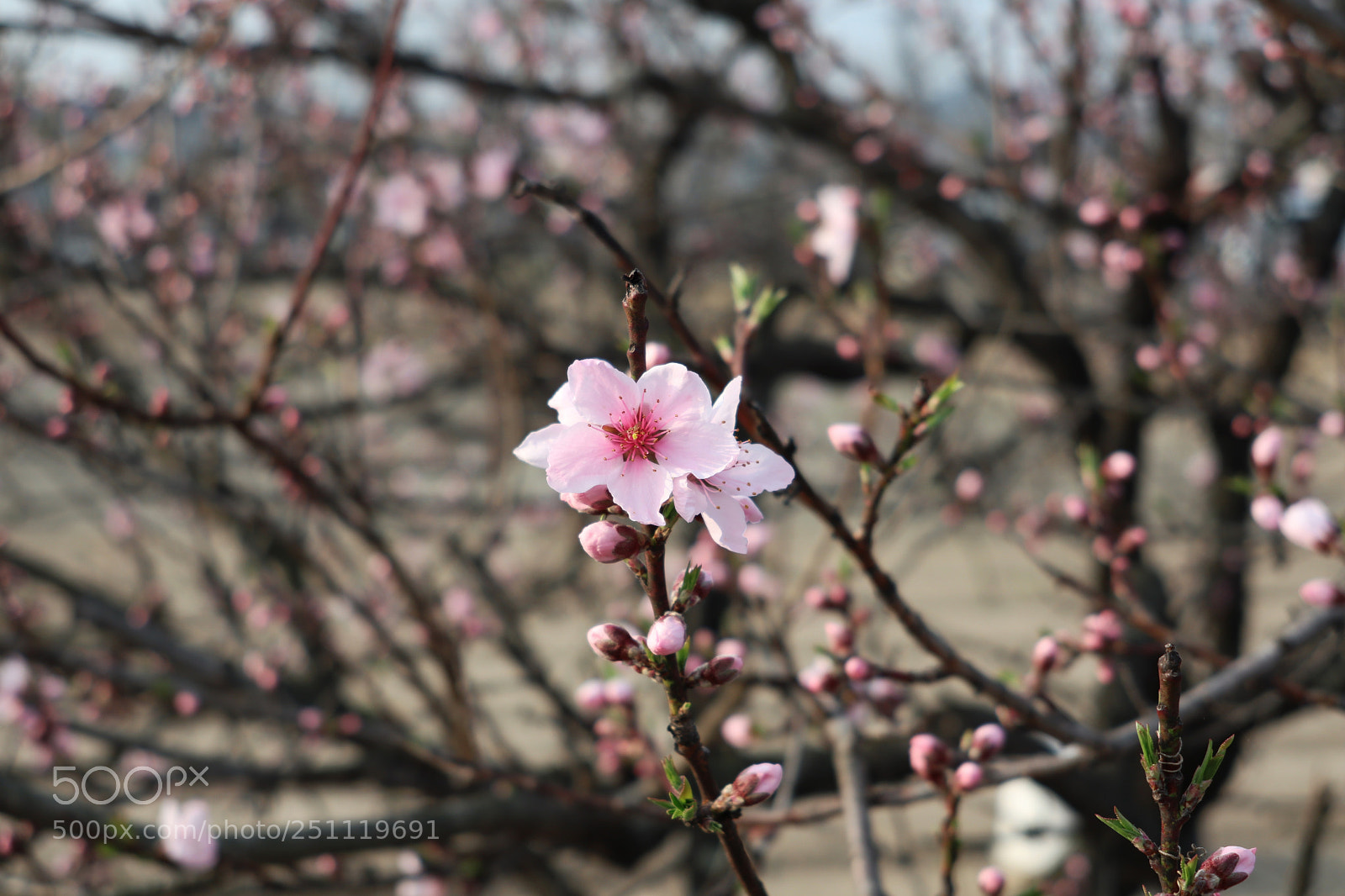 Canon PowerShot G1 X Mark III sample photo. Ios photography