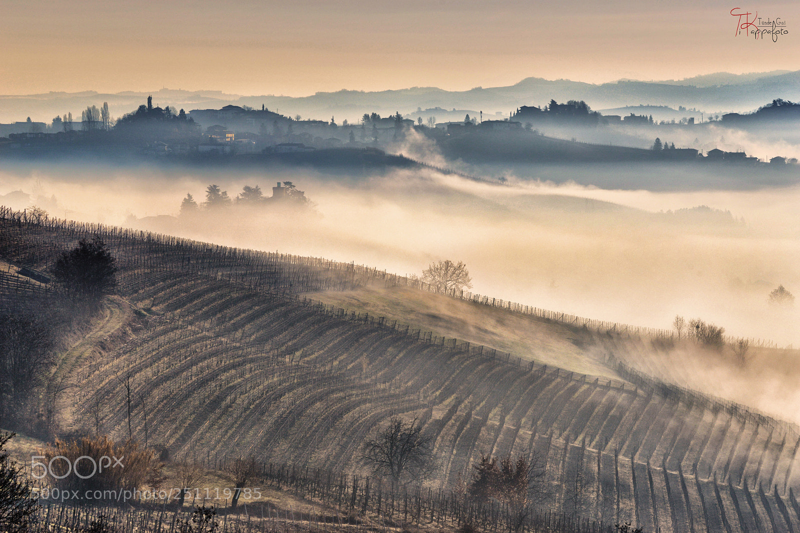 Nikon D800 sample photo. Fog in monferrato photography
