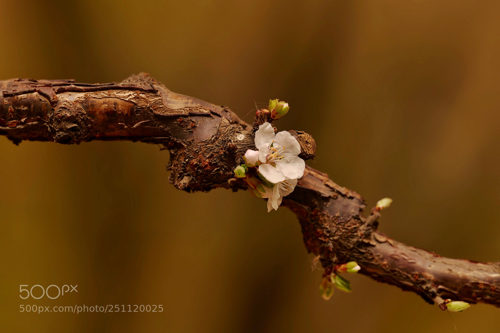 Leica SL (Typ 601) sample photo. Untitled photography