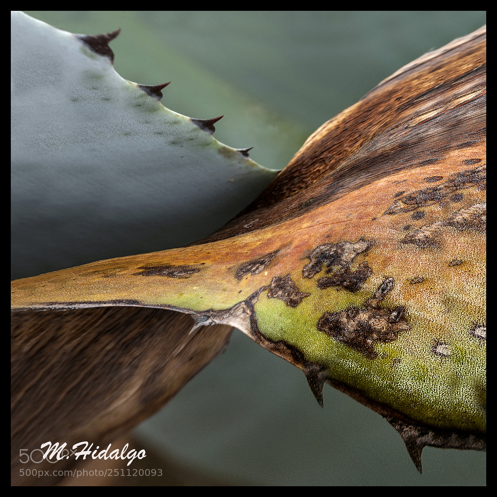 Nikon D700 sample photo. Texturas de pitas n photography