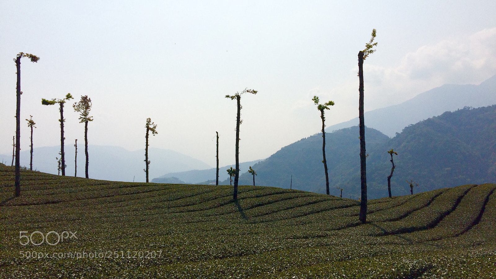 Apple iPhone 5s sample photo. Tea plantation photography