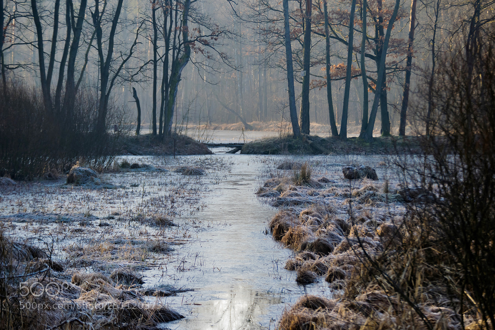 Nikon D3300 sample photo. Frosty morning in the photography