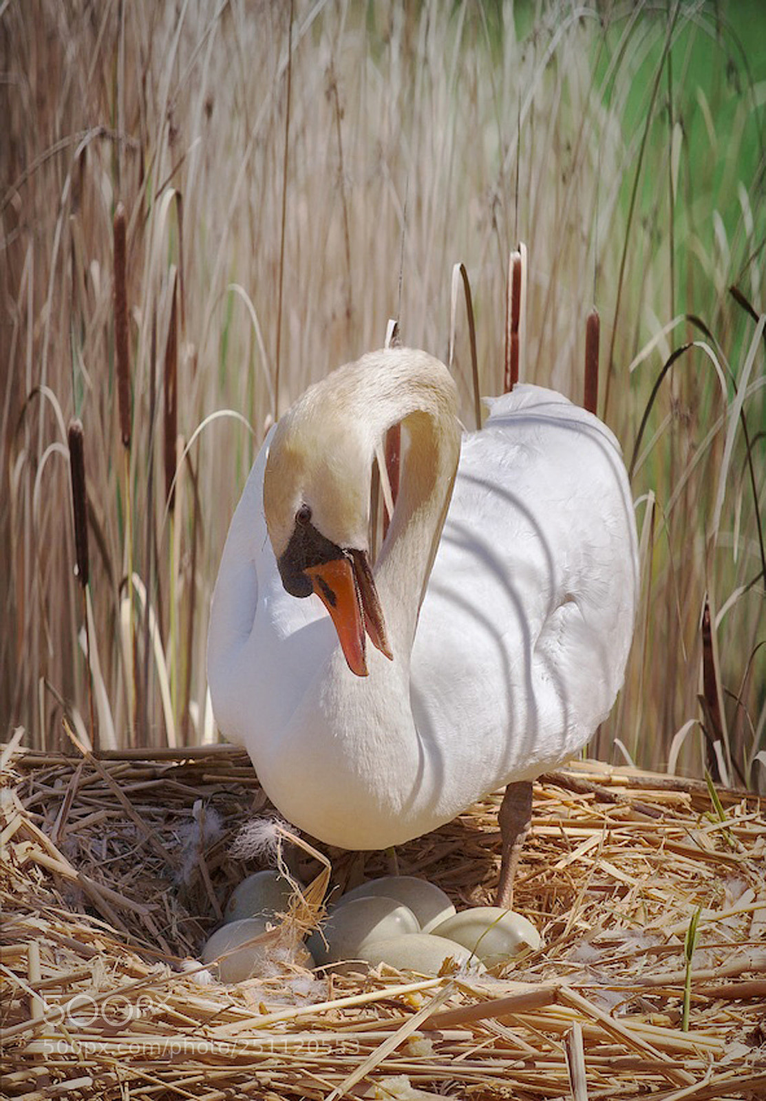 Canon EOS 5D Mark II sample photo. Mothercare photography