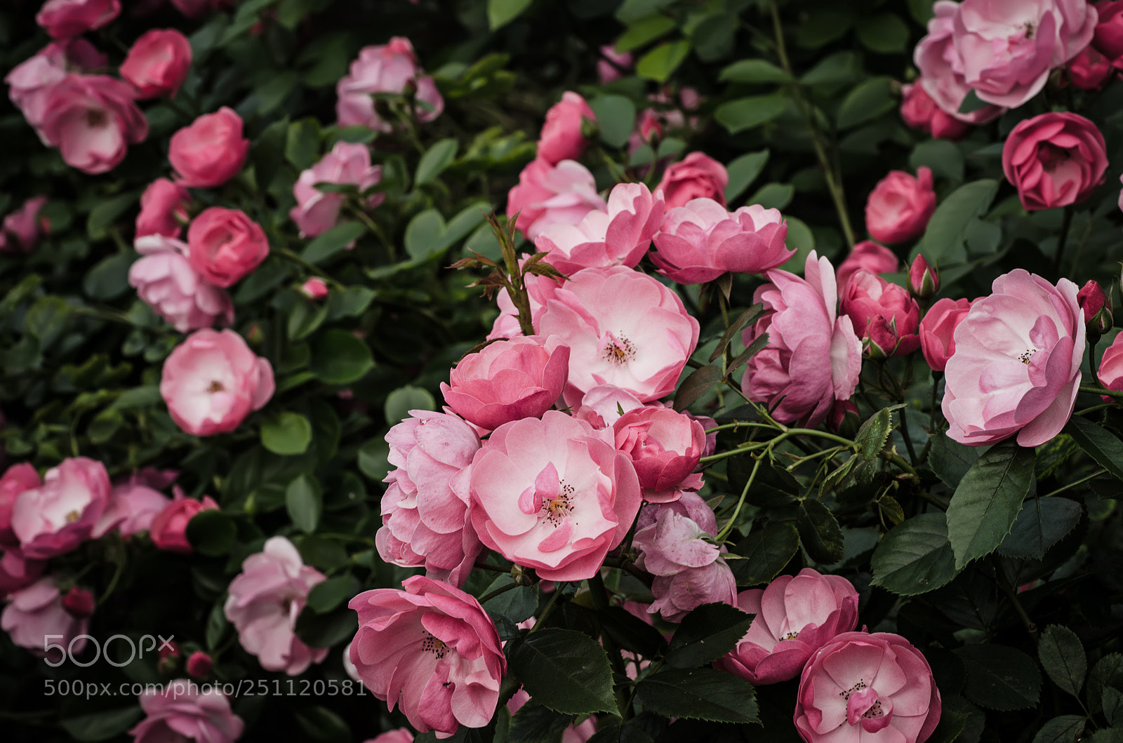 Nikon D7000 sample photo. Pink roses garden photography