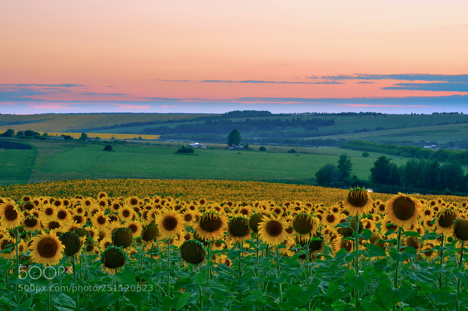 Nikon D5200 sample photo. Sunflowers photography