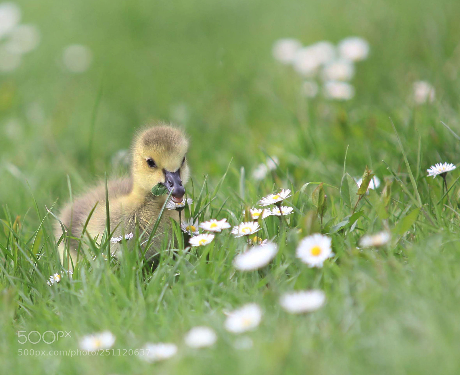 Canon EOS 5D Mark II sample photo. Le poussin photography