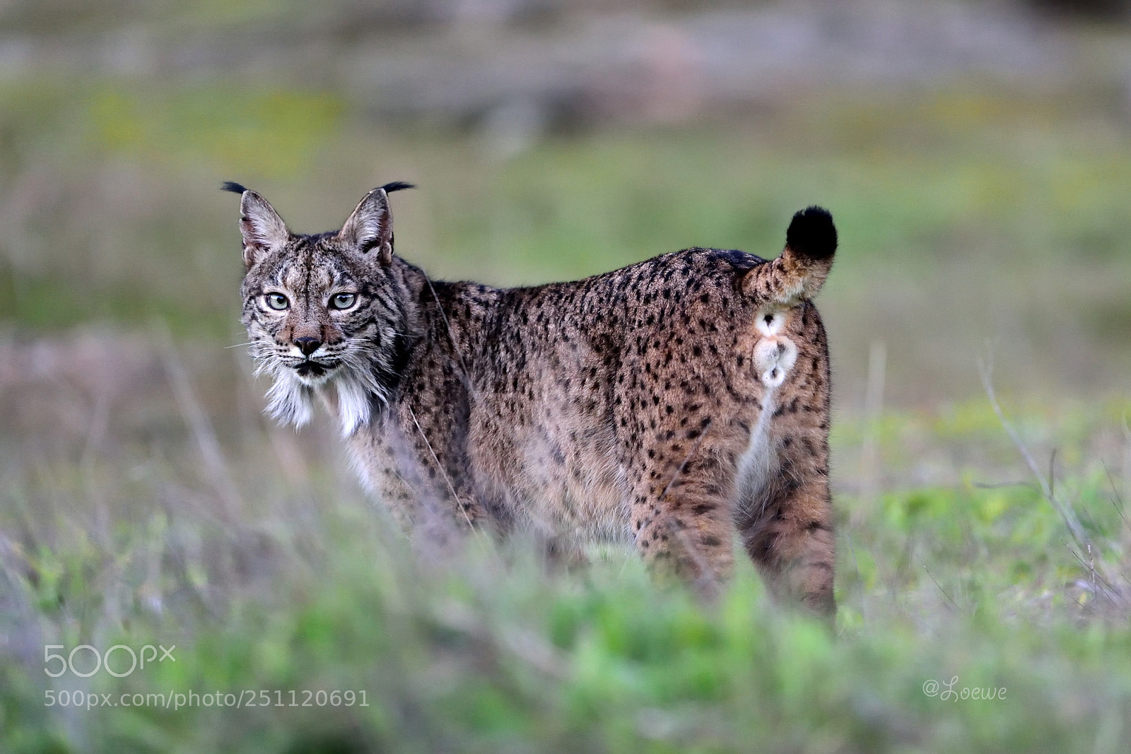 Nikon D4S sample photo. Iberian lynx photography