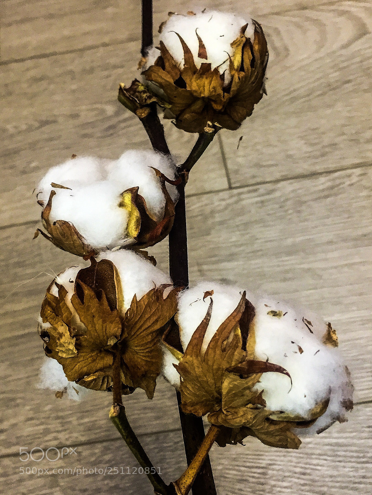 Apple iPhone 6 sample photo. Untitled photography