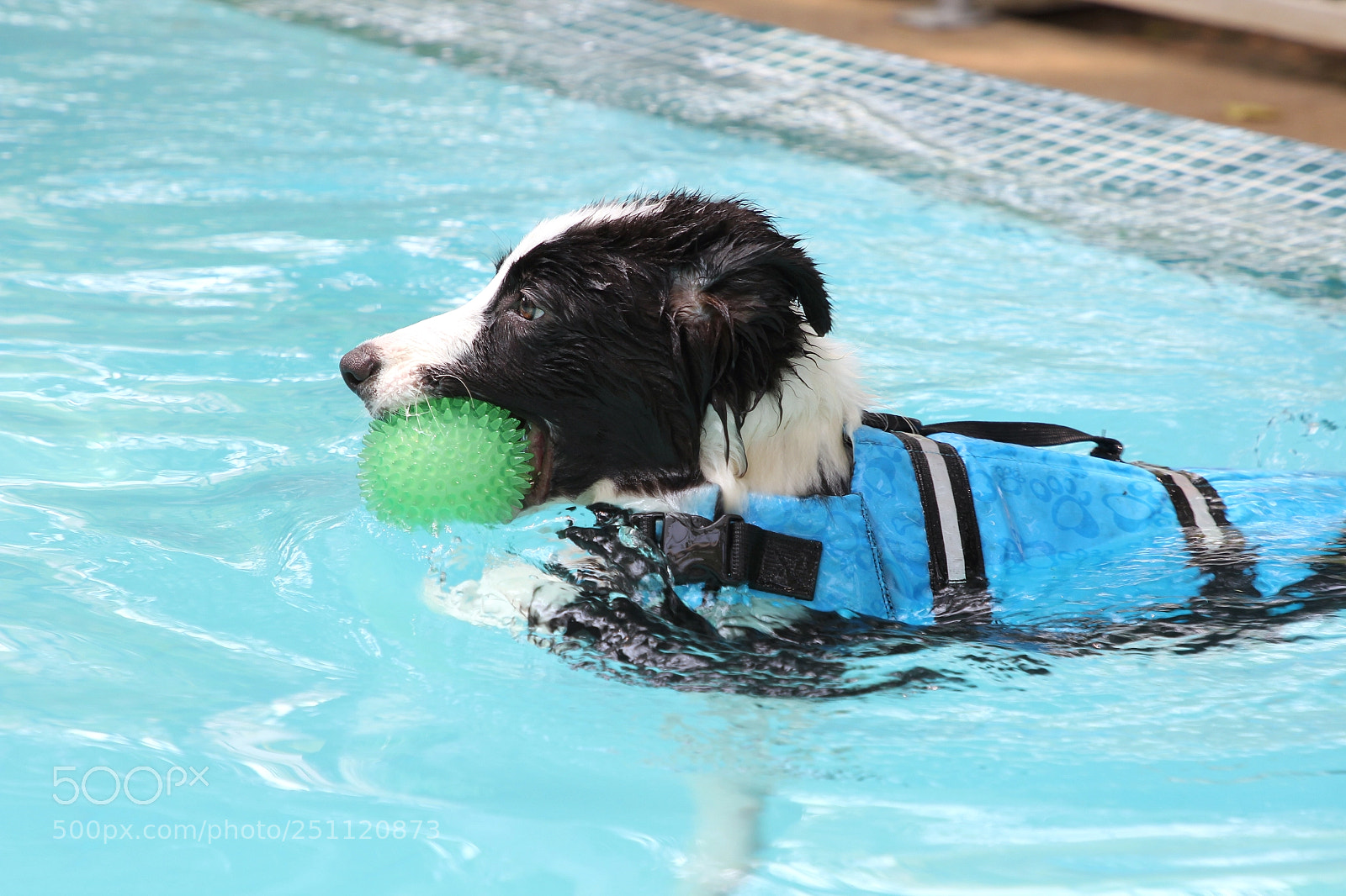 Canon EOS 60D sample photo. Dog is swimming in photography