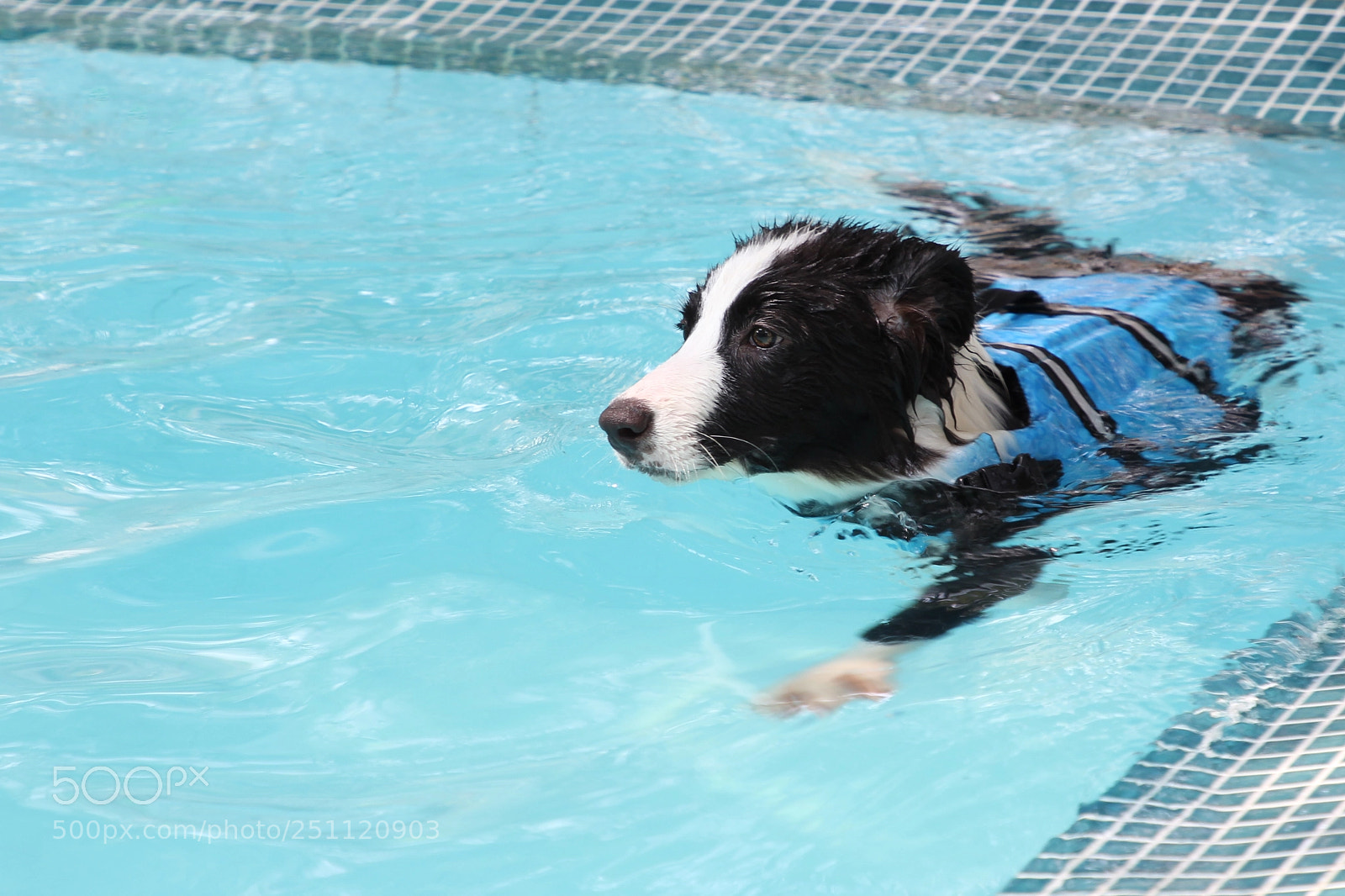 Canon EOS 60D sample photo. Dog is swimming in photography
