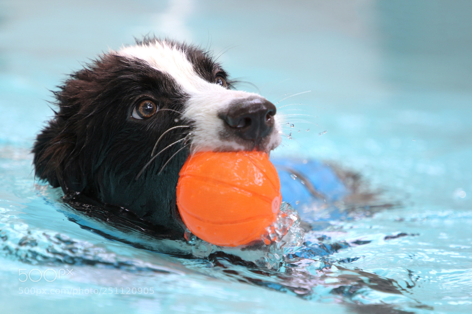 Canon EOS 60D sample photo. Dog is swimming in photography
