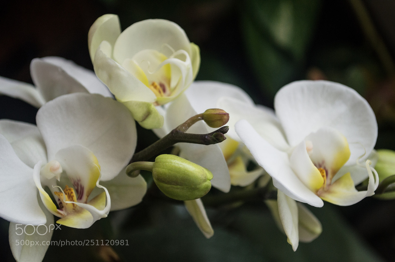 Nikon D3200 sample photo. Home garden photography