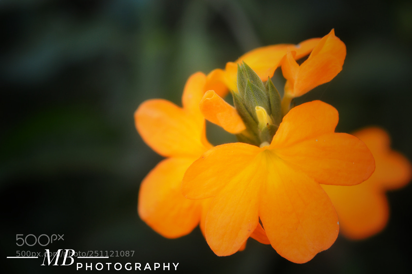 Nikon D3200 sample photo. Untitled photography
