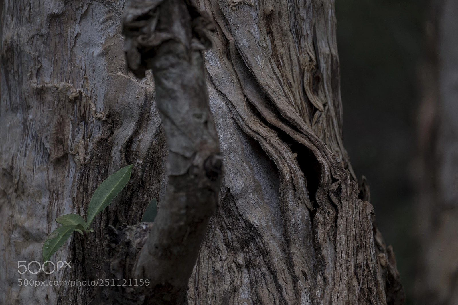 Fujifilm X-E2 sample photo. Paper tree photography