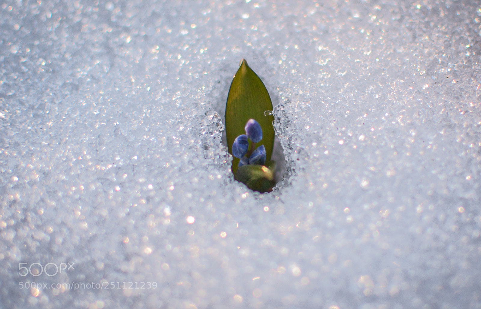 Nikon D5000 sample photo. A family photography