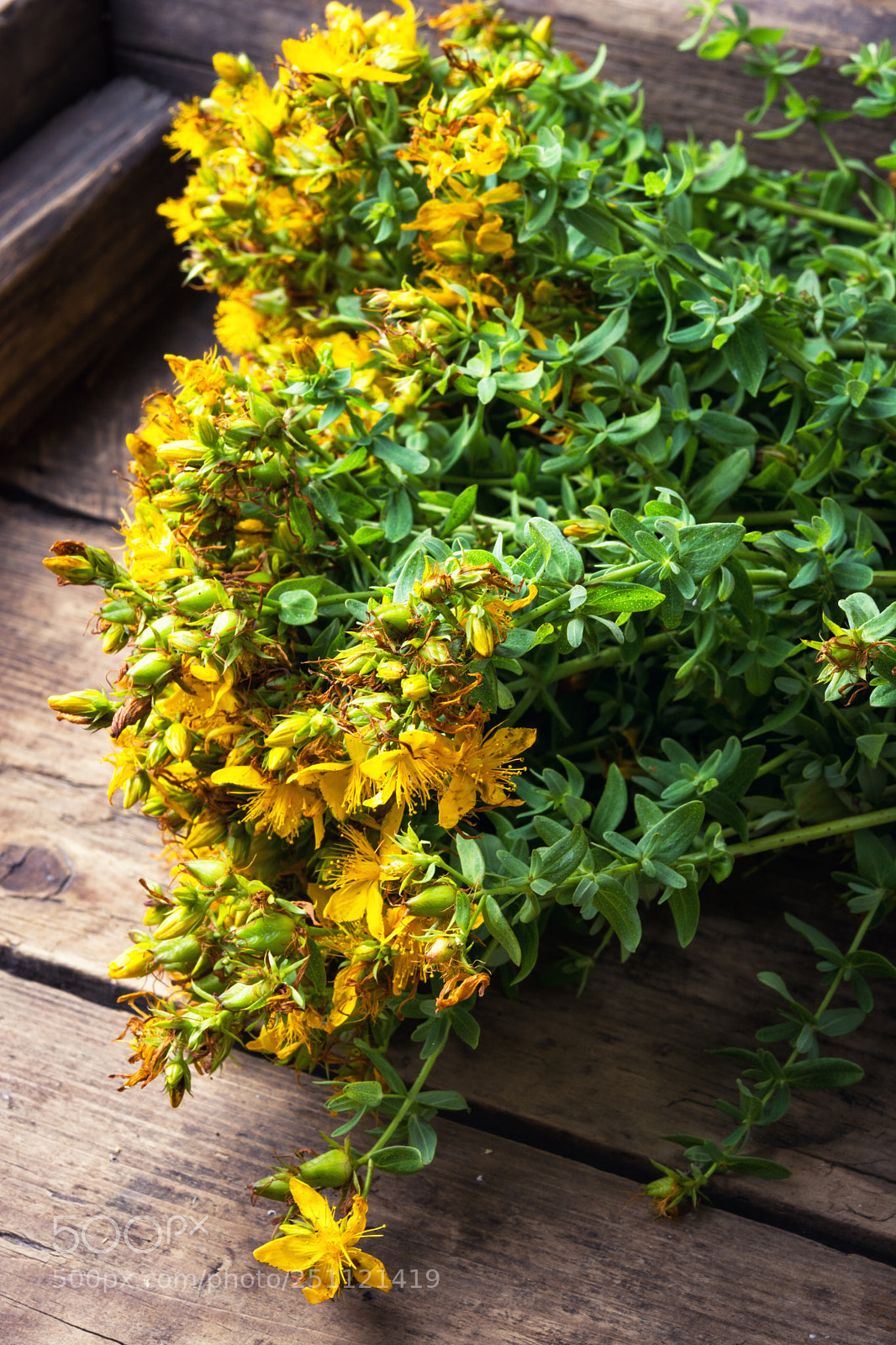 Nikon D7100 sample photo. Bouquet blooming medicinal herb photography