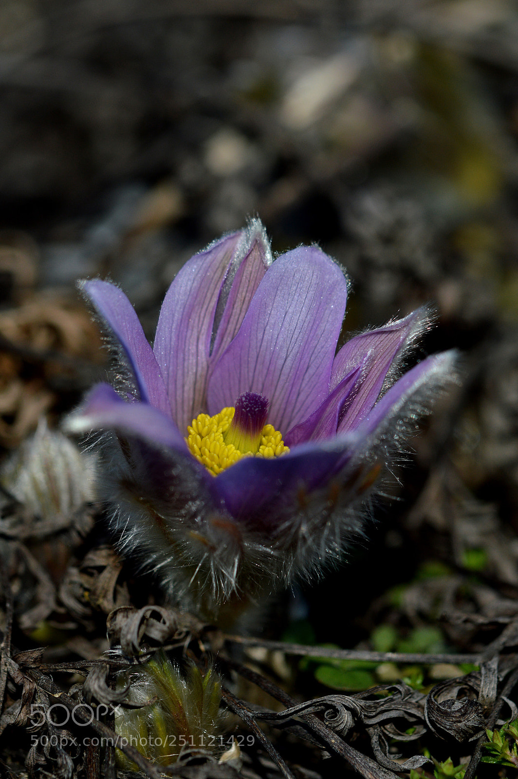 Nikon D3200 sample photo. Küchenschelle photography