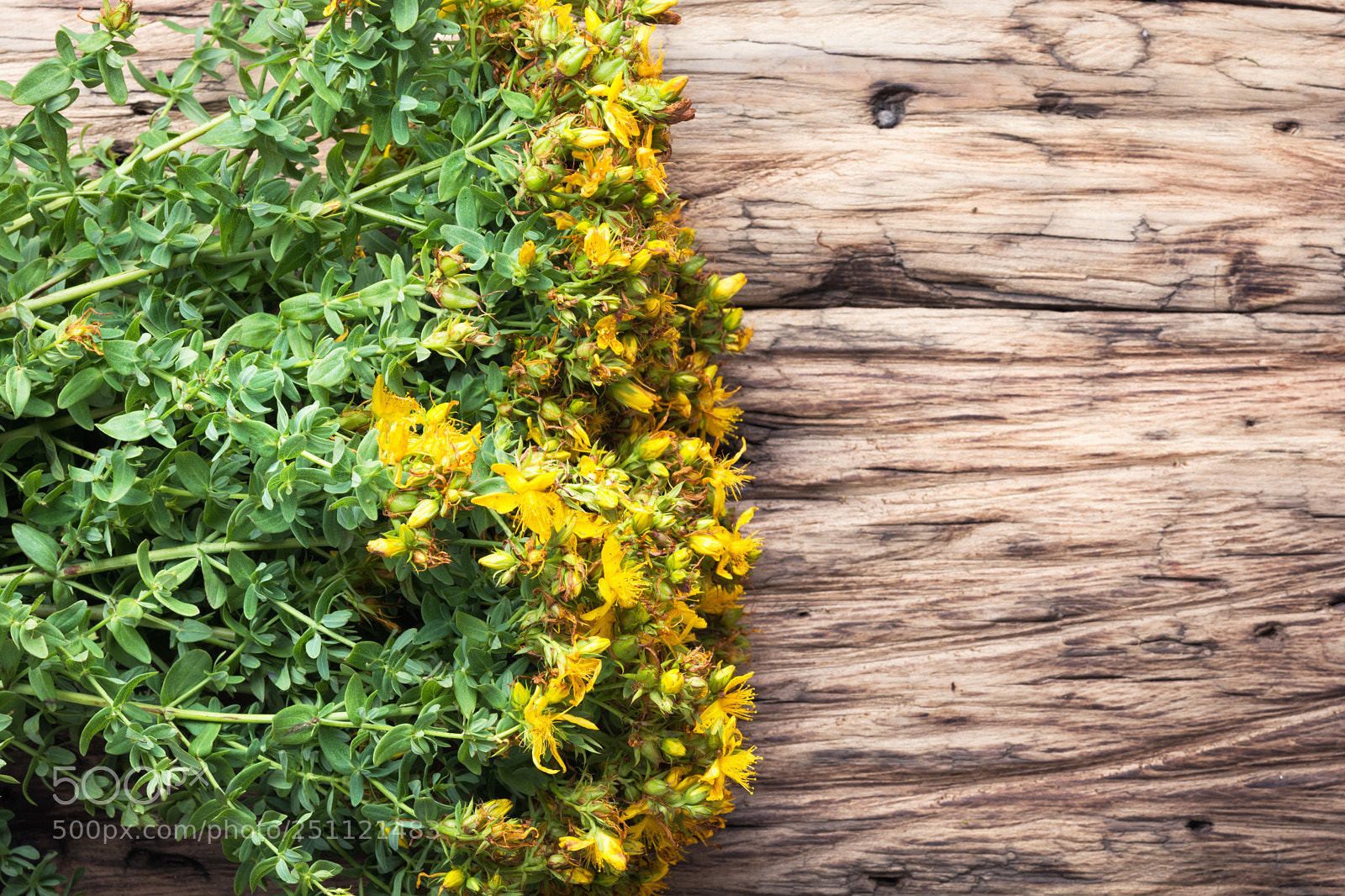 Nikon D7100 sample photo. Bouquet blooming medicinal herb photography
