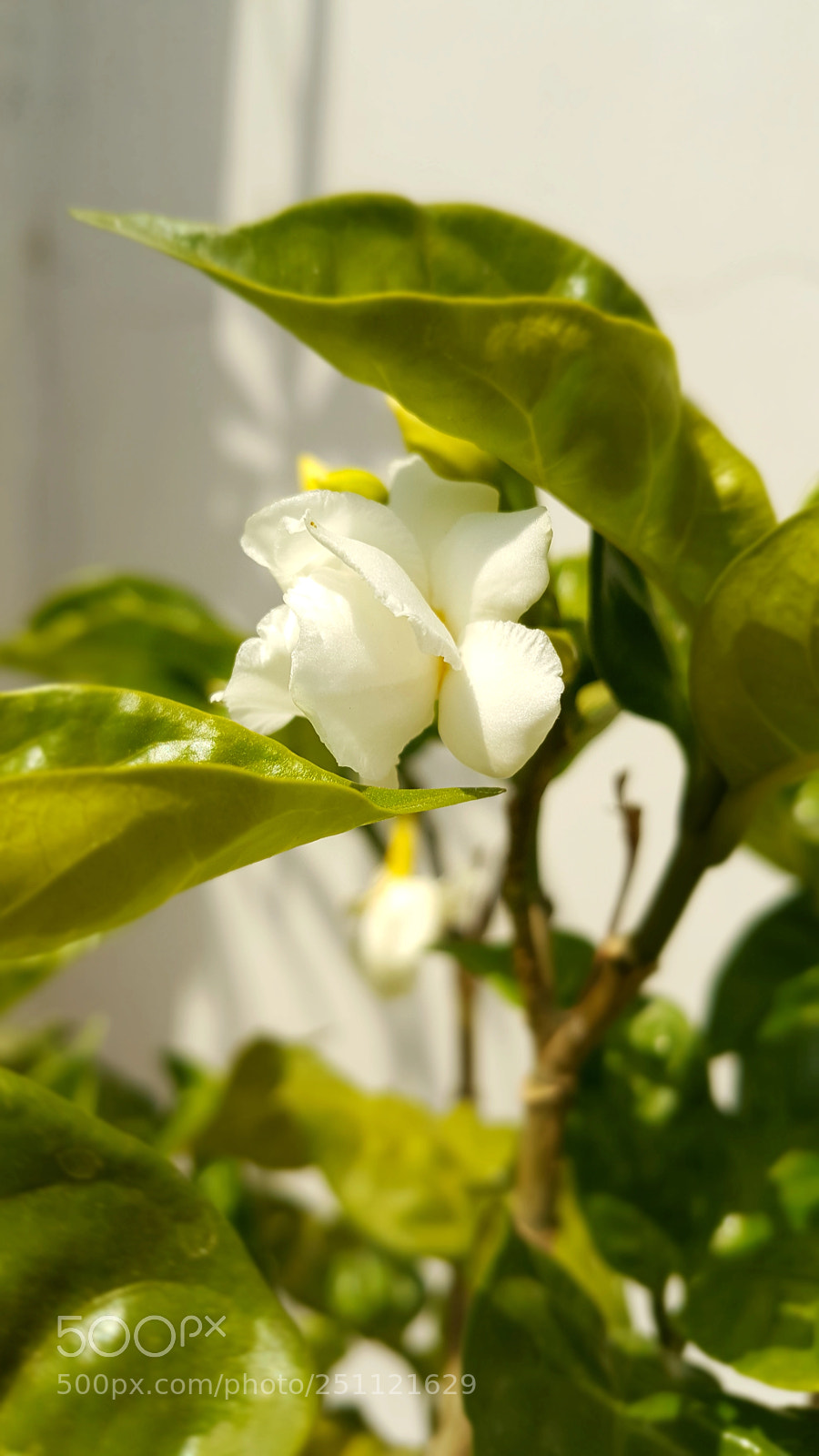 Samsung Galaxy Note5 sample photo. Flowers. photography