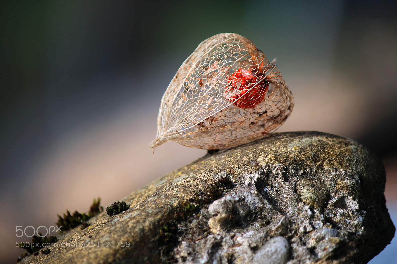 Canon EOS 600D (Rebel EOS T3i / EOS Kiss X5) sample photo. Some still life photography