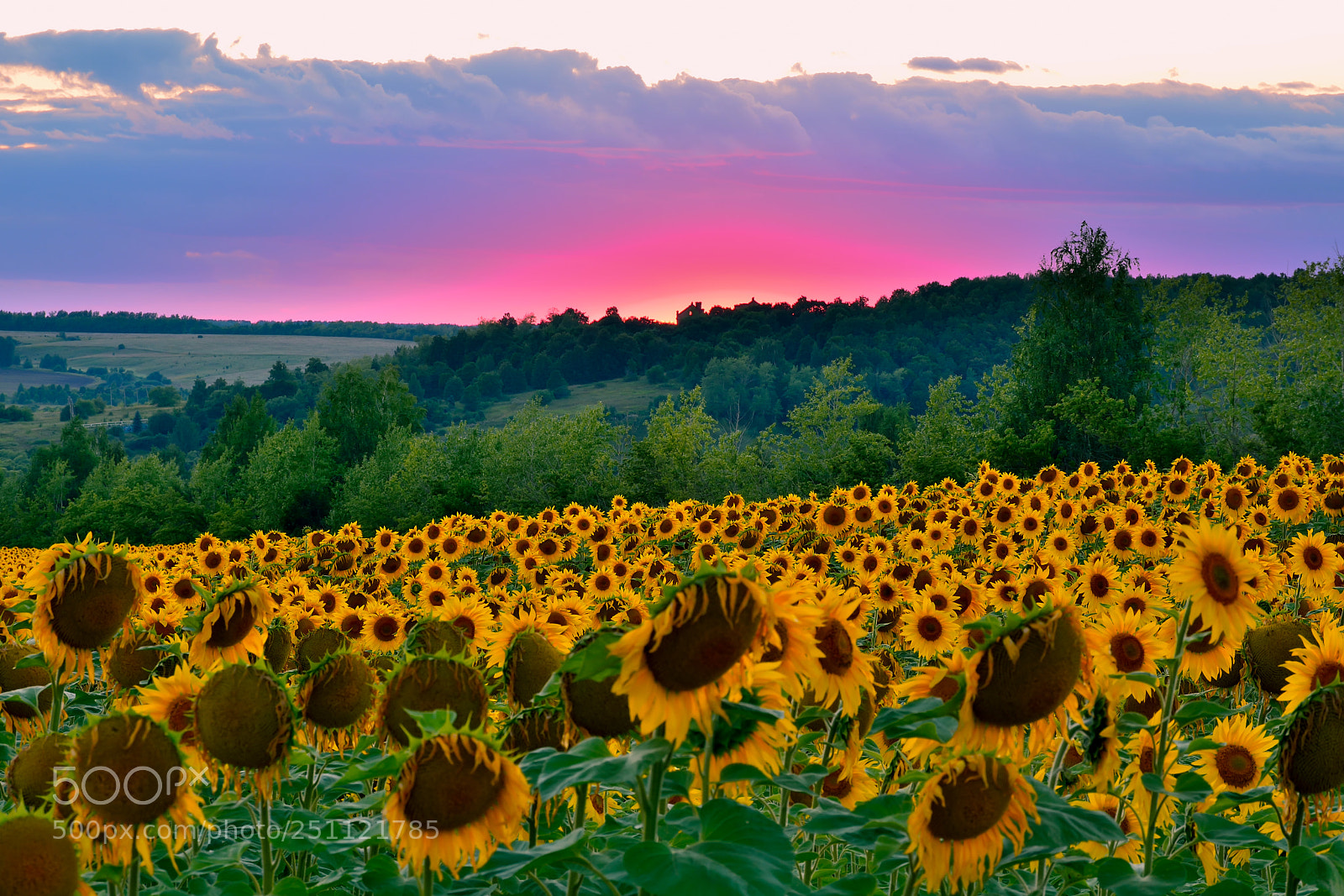 Nikon D5200 sample photo. Sunflowers photography