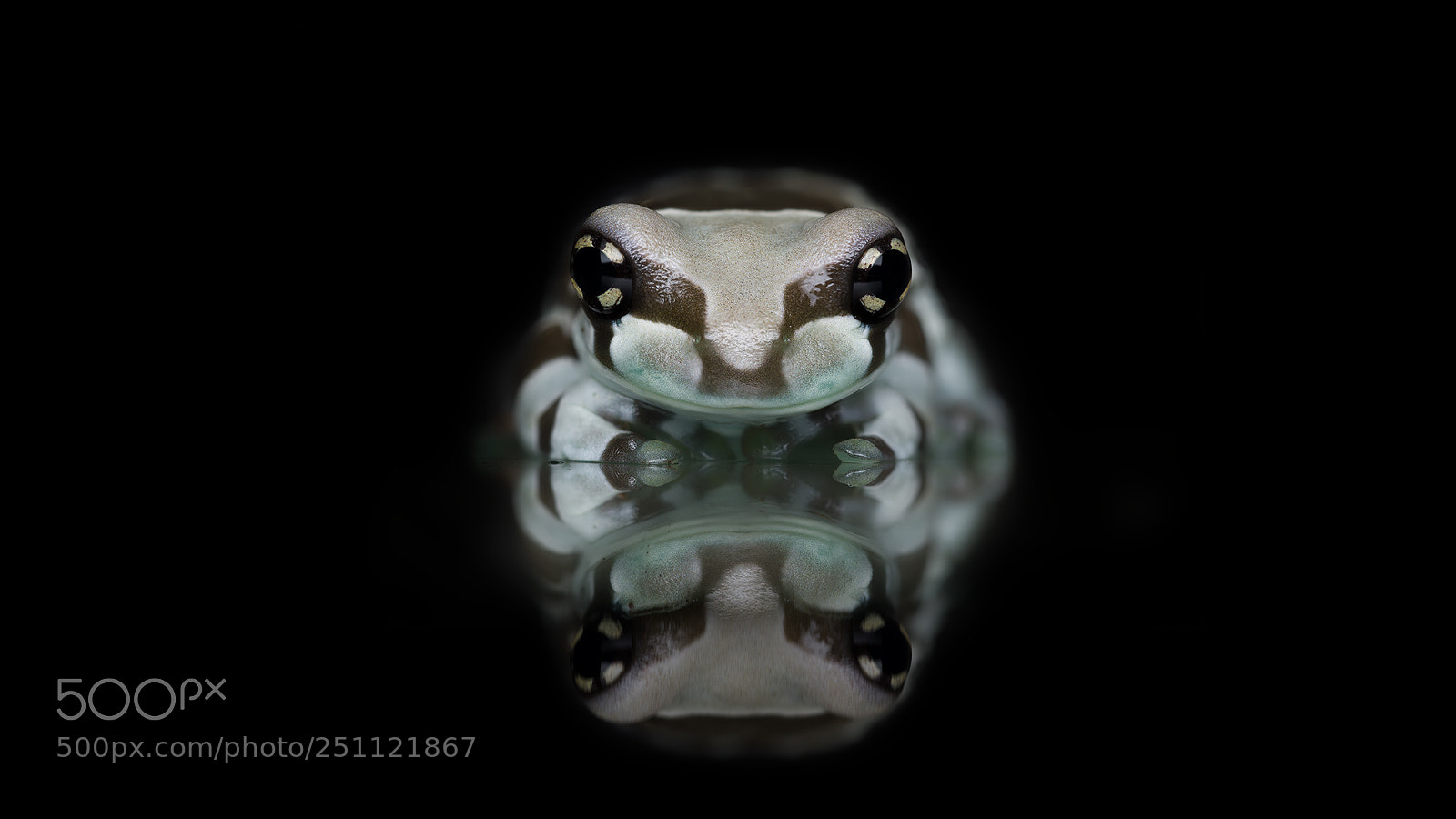 Canon EOS 5D Mark IV sample photo. Frog reflections photography