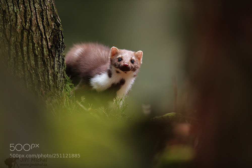 Canon EOS 5D Mark IV sample photo. The beech marten photography