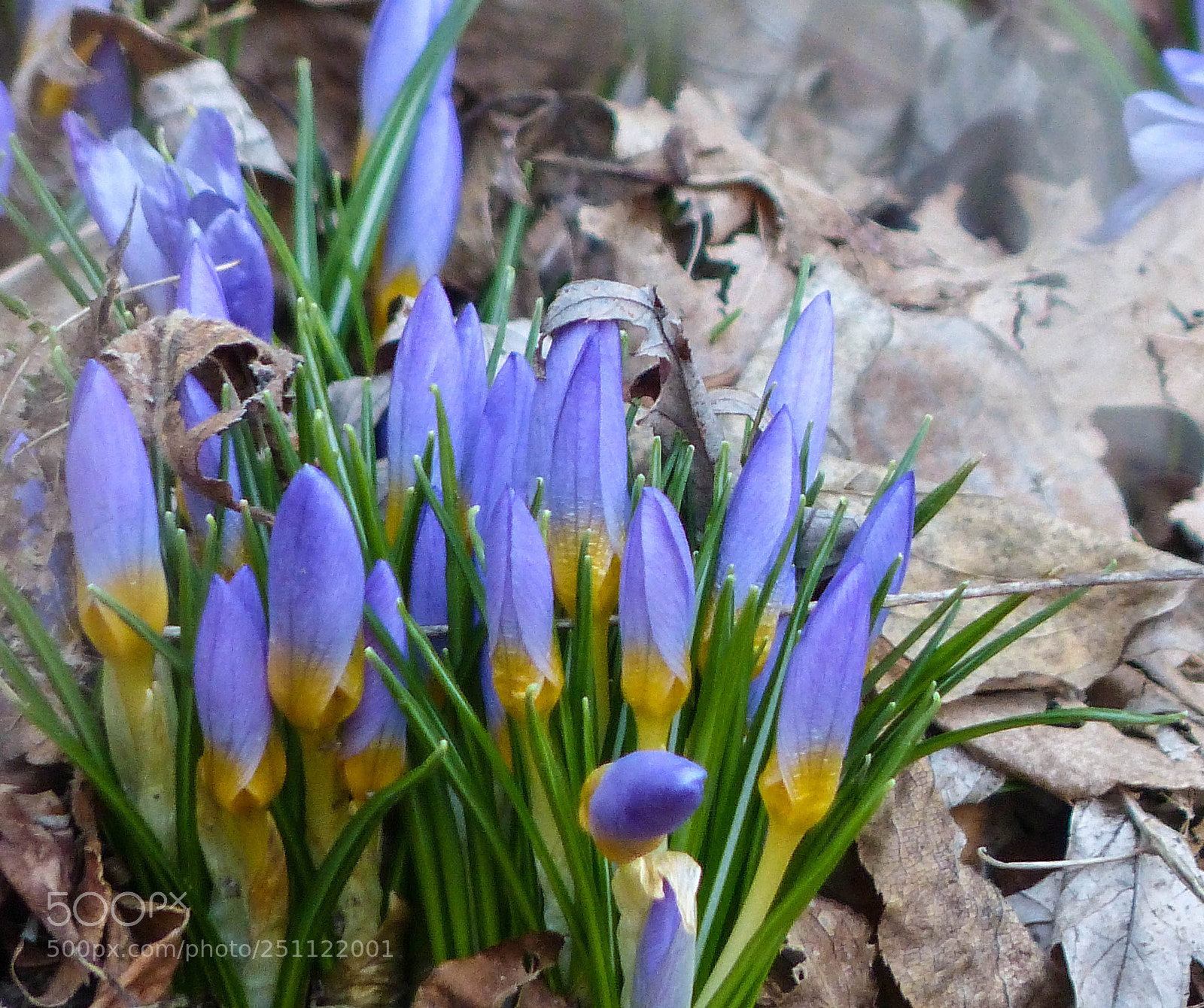 Panasonic Lumix DMC-FZ200 sample photo. All together photography