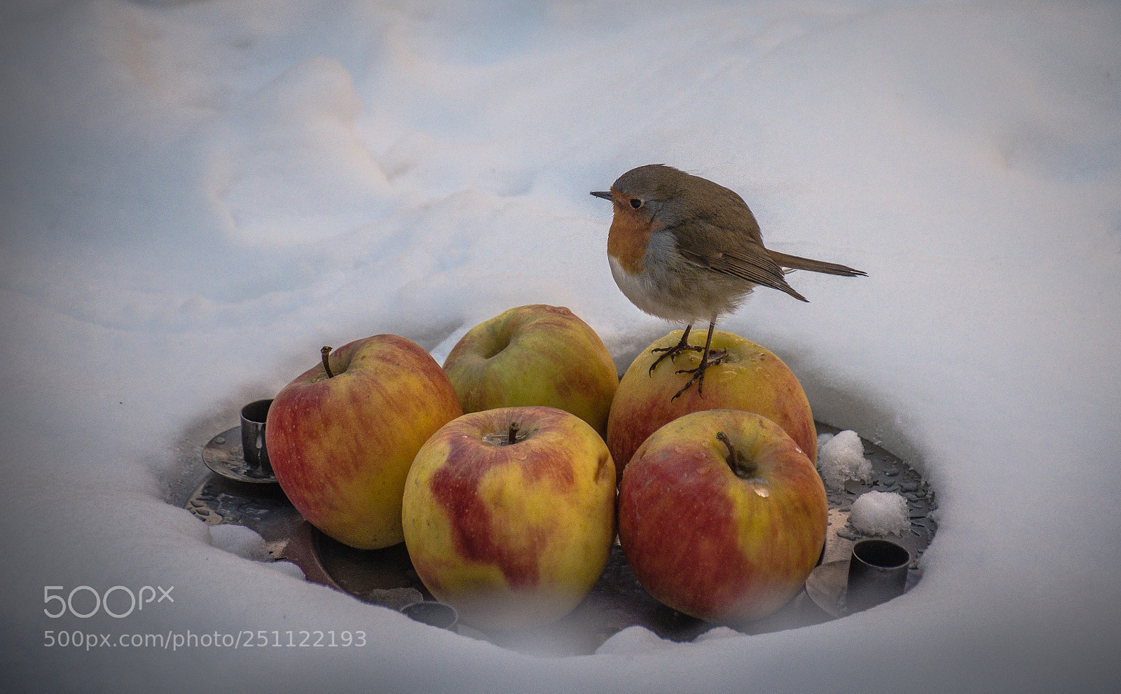 Nikon D5100 sample photo. Sixth apple photography