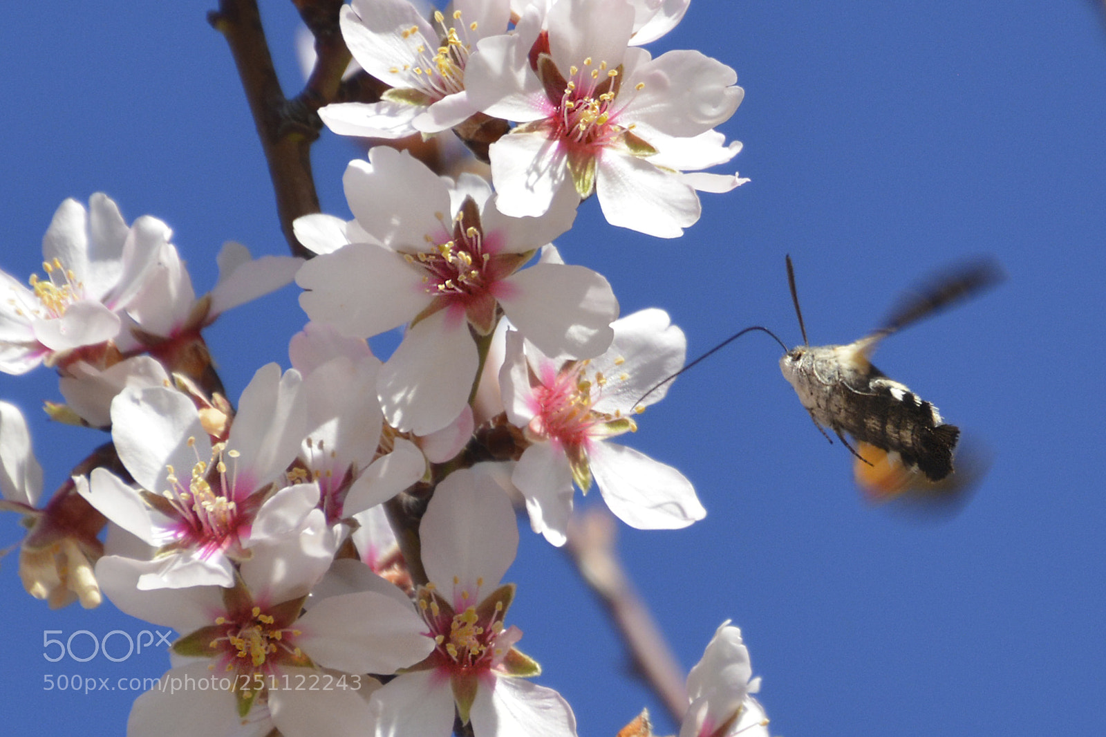 Nikon D5200 sample photo. Mariposa colibrí photography