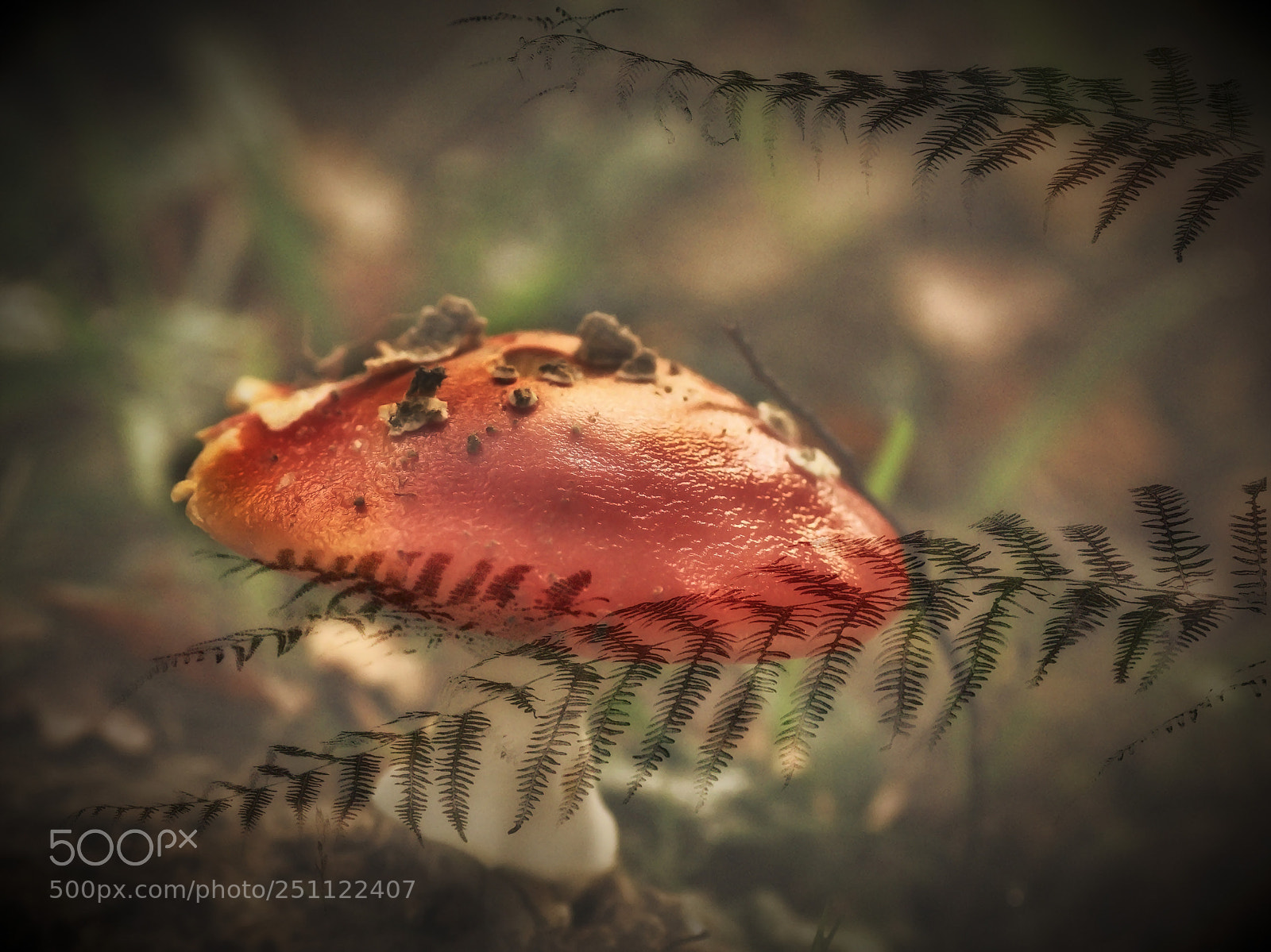 Canon EOS 50D sample photo. Chaperon rouge photography